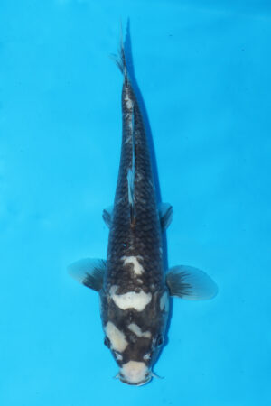 A-0160 - Matsukawabaki - Kaneko