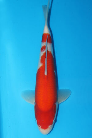 A-0205 - Kohaku - Matsue
