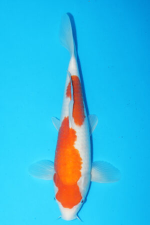 A-0210 - Kohaku - Takatatsu
