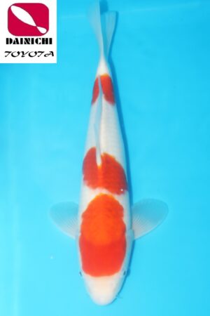 A-0560 - Ai Goromo - Dainichi