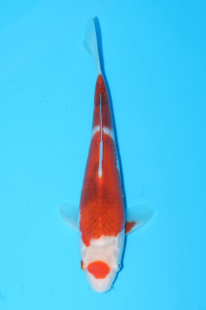 A-0132 - Ai Goromo - Izumiya