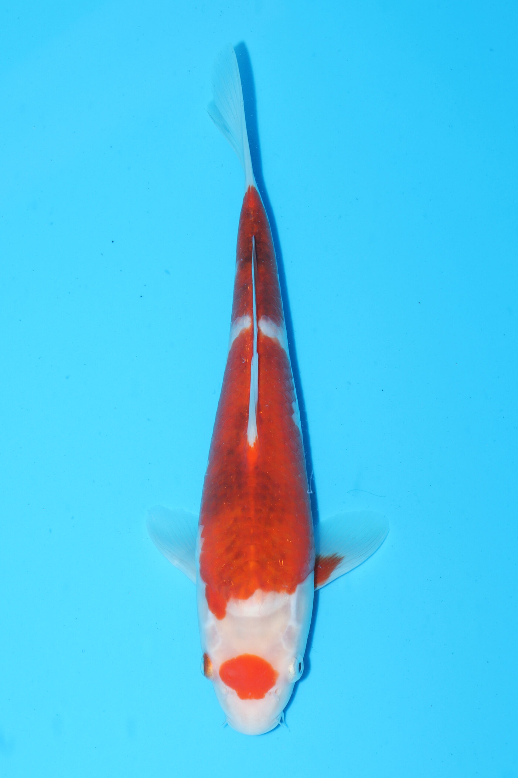 A-0132 - Ai Goromo - Izumiya