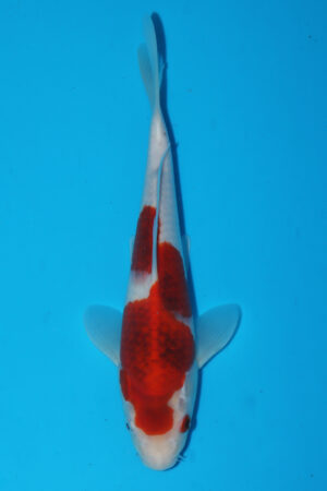 A-0124 - Ai Goromo - Izumiya