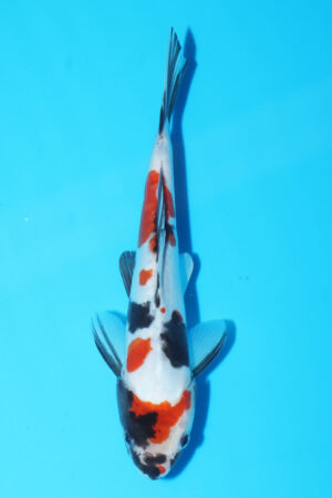 A-0162 - Doitsu Showa - Maruhide