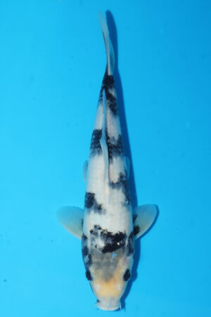 GK-3833 - Shiro Utsuri - Omosako