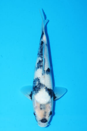 GK-3835 - Shiro Utsuri - Omosako