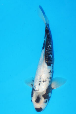 GK-3836 - Aragoke - Takatatsu