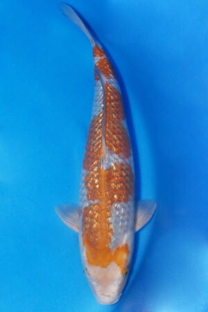 GK-3747 - Gin Rin Ochiba - Maruhiro