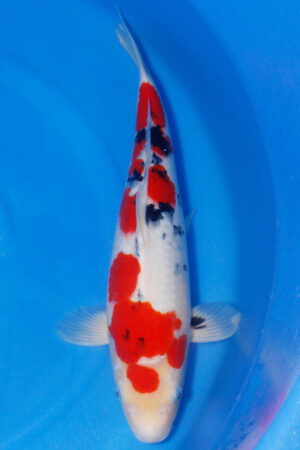 GK-3748 - Sanke - Maruhiro