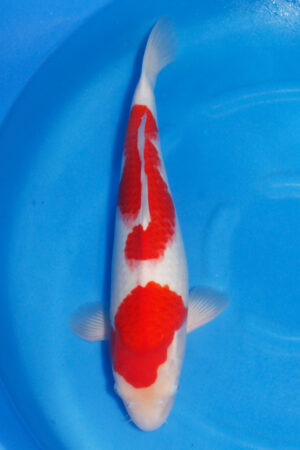 GK-2578 - Kohaku - Maruhiro