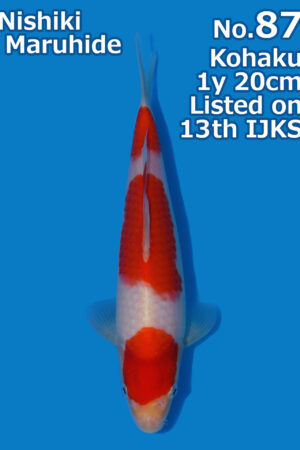GK-3768 - Kohaku - Maruhide
