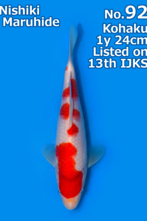 GK-3769 - Kohaku - Maruhide