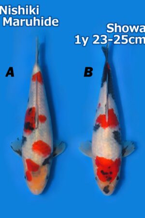 GK-2594 - Showa - Maruhide