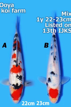 GK-3775 - Various - Oya