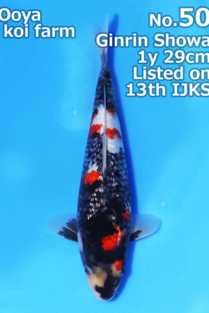 GK-3772 - Gin Rin Showa - Oya