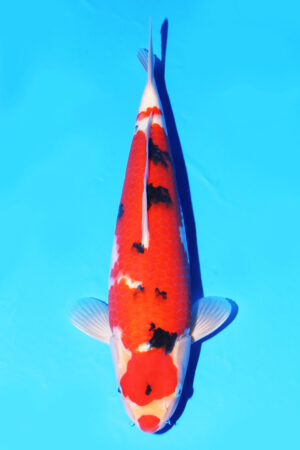 GK-3838 - Sanke - Oya