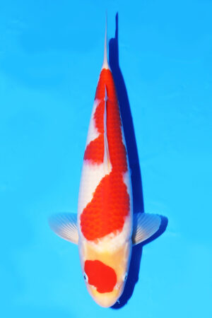 GK-3841 - Kohaku - Oya