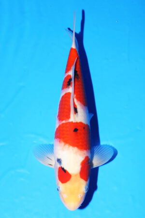 GK-3843 - Sanke - Oya