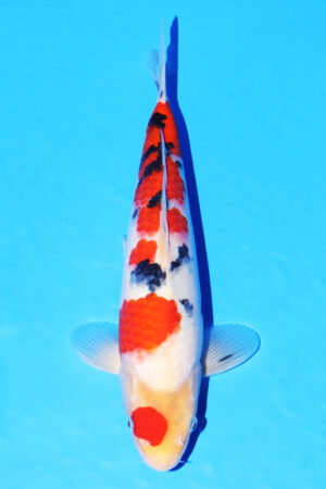 GK-3844 - Sanke - Oya