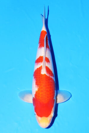 GK-3847 - Kohaku - Oya