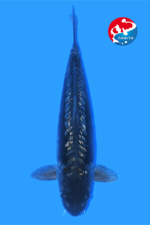 GK-3865 - Kawarigoi - Taniguchi