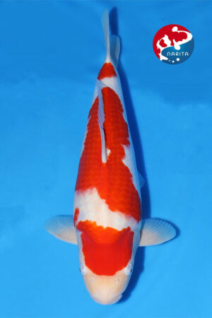 GK-3857 - Kohaku - Hoshikin