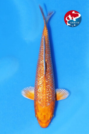 GK-3859 - Kawarigoi - Oya