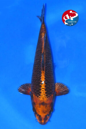 GK-3861 - Kawarigoi - Taniguchi