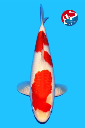 GK-3866 - Kohaku - Tamaura