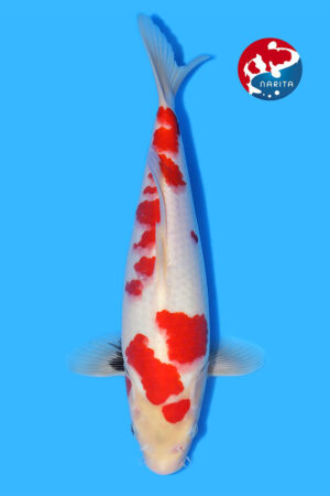 GK-3870 - Showa - Taniguchi