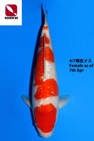 GK-3871 - Gin Rin Kohaku - Dainichi