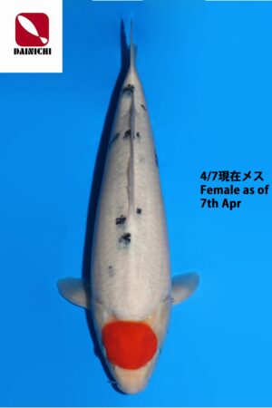 GK-3872 - Tancho Sanke - Dainichi