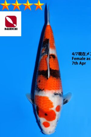 GK-3887 - Showa - Dainichi