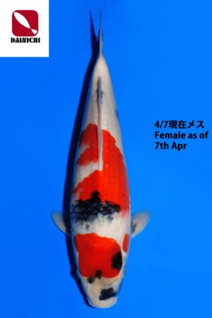GK-3889 - Showa - Dainichi