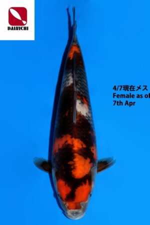 GK-3890 - Showa - Dainichi