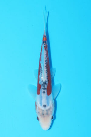 GK-3876 - Shusui - Hosokai