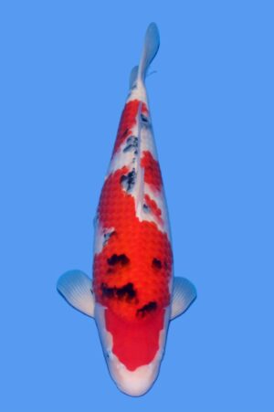 GK-3891 - Sanke - Tamaura