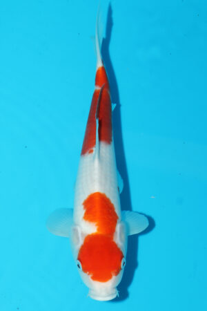 A-0231 - Kohaku - Takatatsu