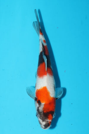 A-0232 - Showa - Maruhide