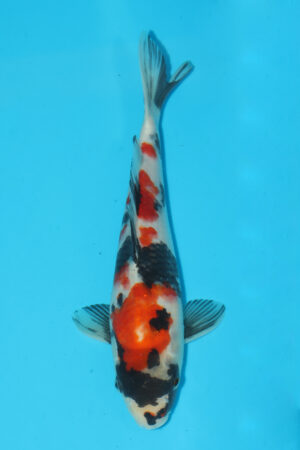 A-0236 - Showa - Maruhide