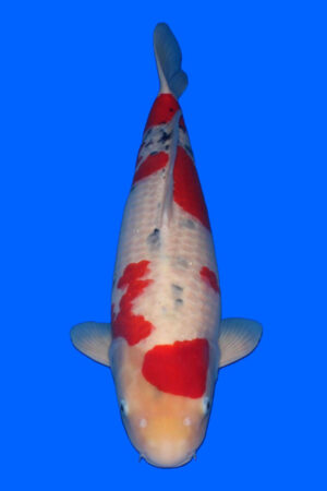 GK-3901 - Sanke - Tamaura
