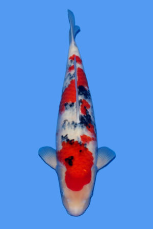 GK-3892 - Sanke - Tamaura
