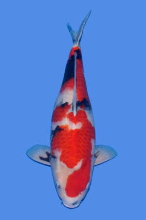 GK-3898 - Showa - Tamaura