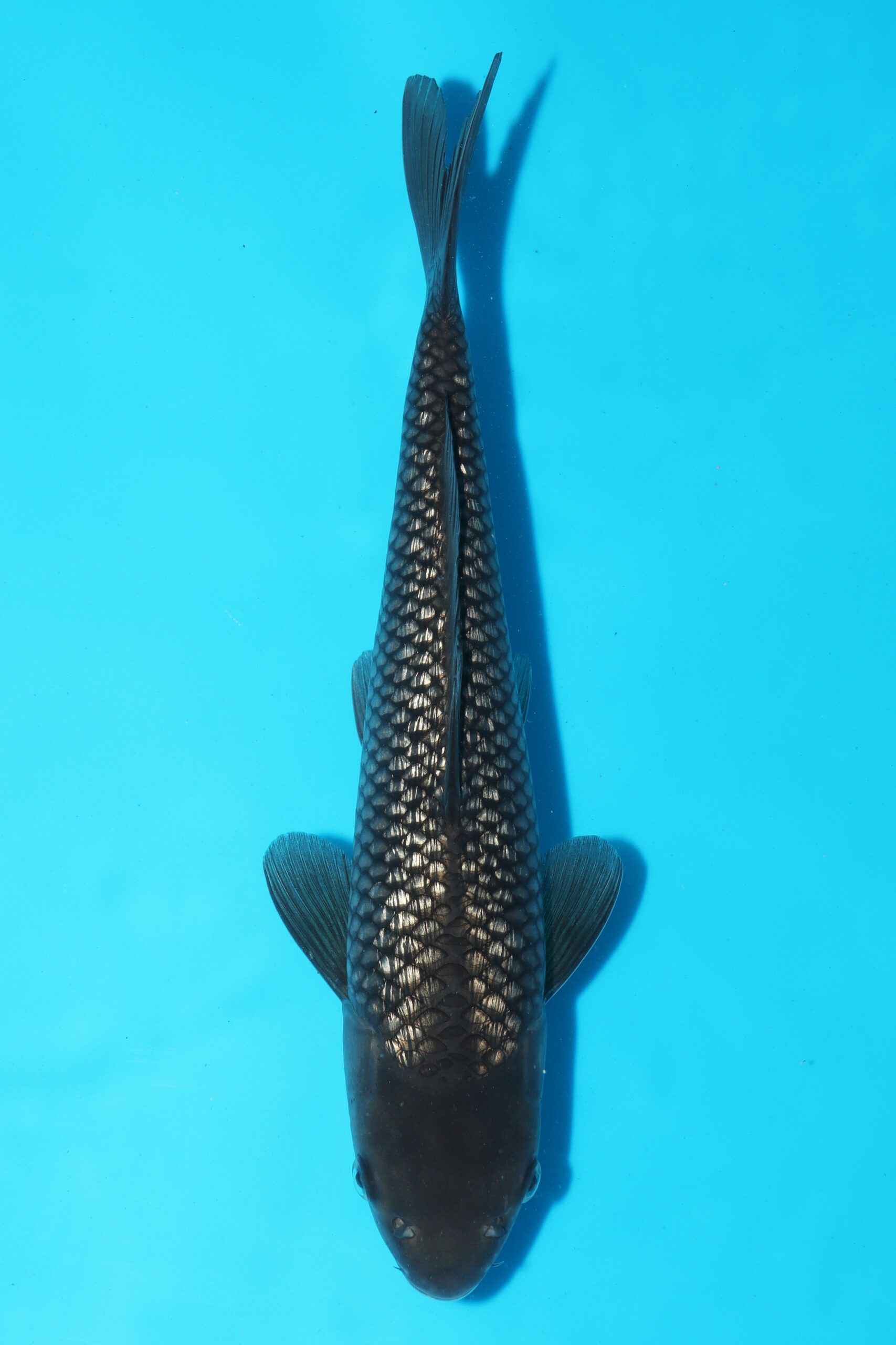 A-0304 - Black Diamond - Izumiya