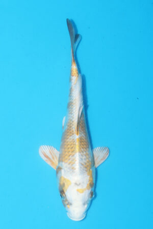A-0331 - Kirin - Wada