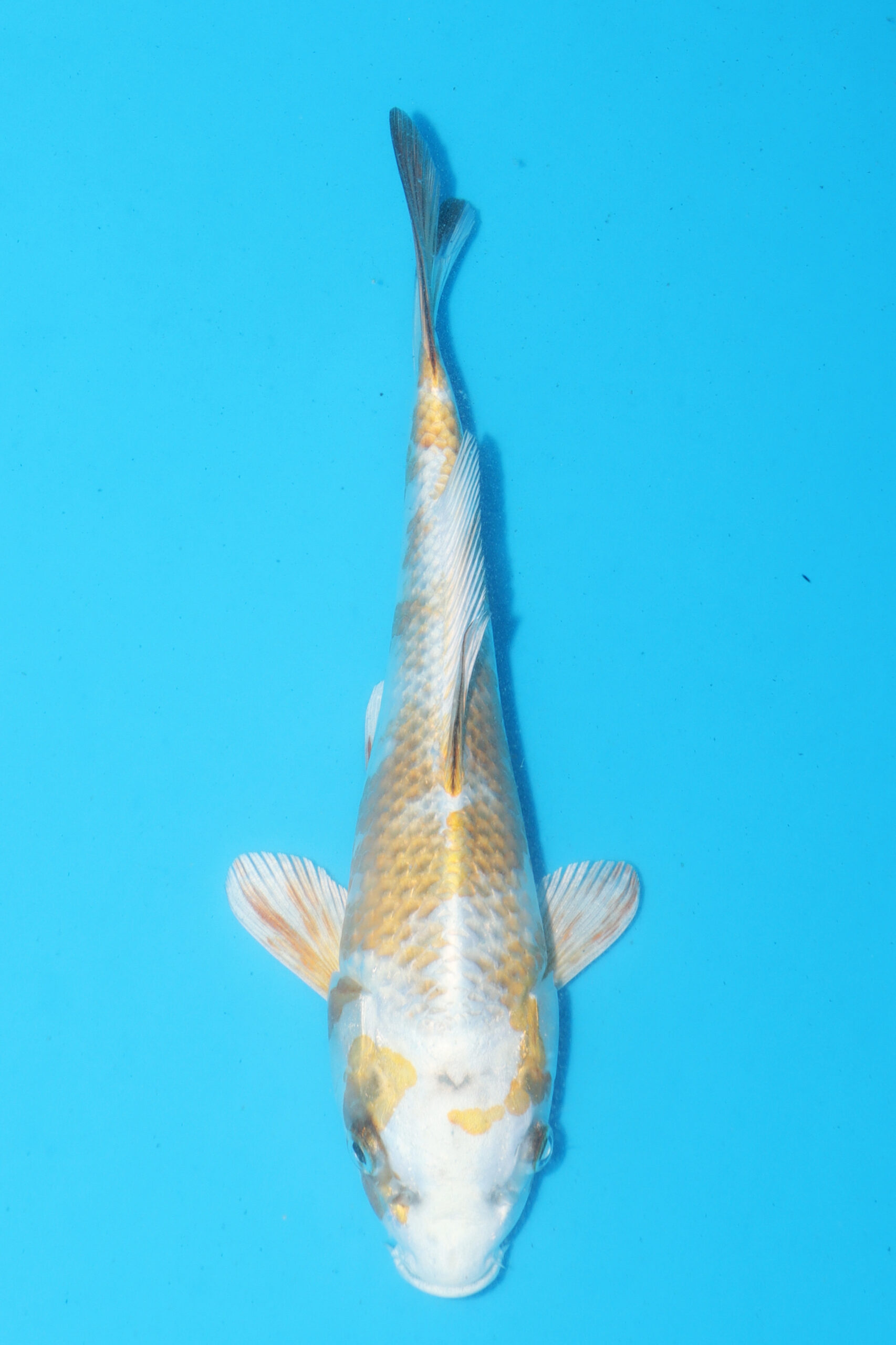 A-0331 - Kirin - Wada
