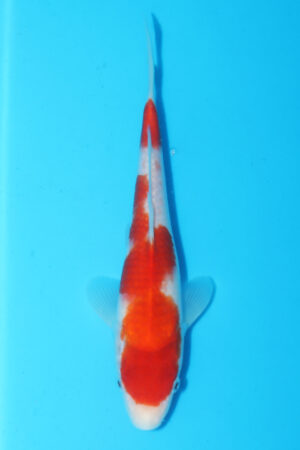 A-0333 - Kohaku - Matsue