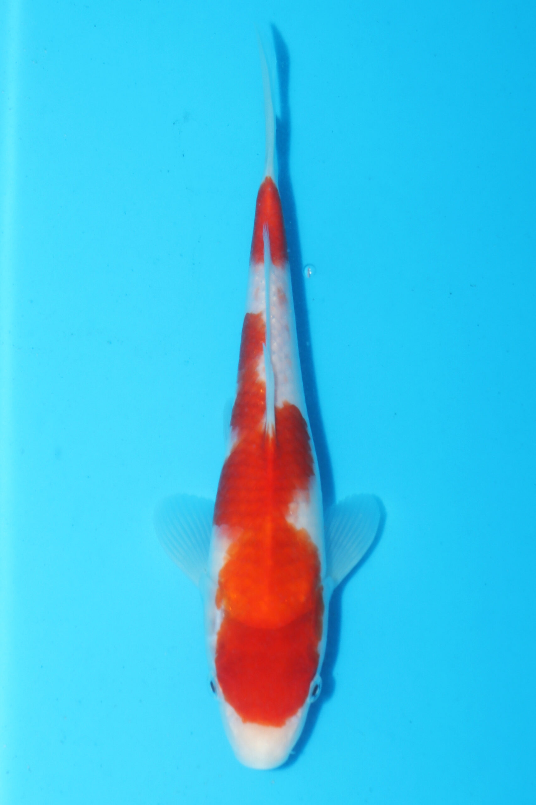 A-0333 - Kohaku - Matsue