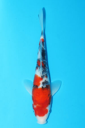 A-0355 - Sanke - Oya