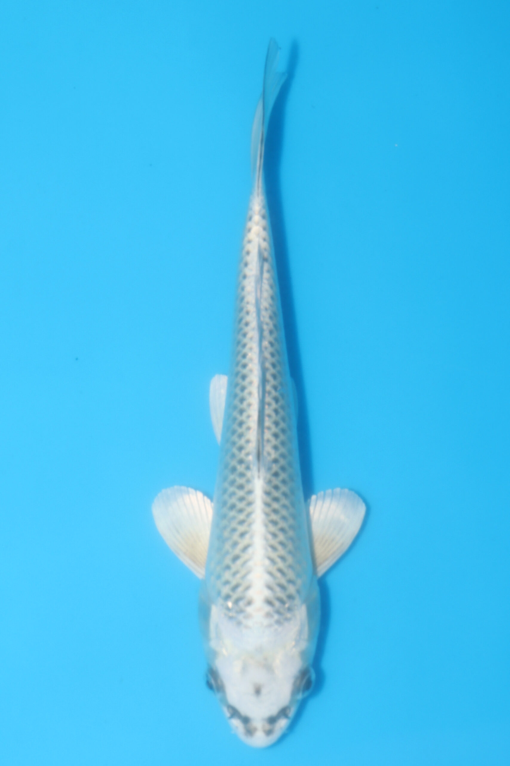 A-0400 - Gin Matsuba Ogon - Hosokai